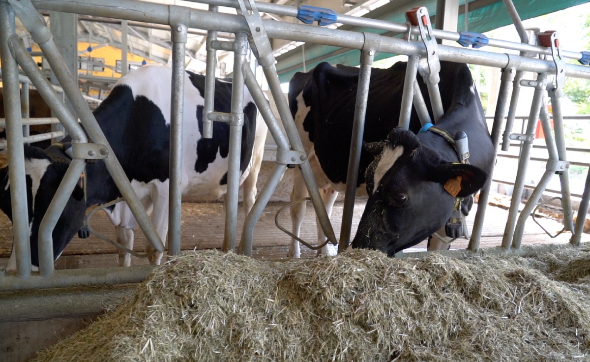 Il mais è alla base dell'alimentazione delle vacche il cui latte è destinato alla produzione di Grana Padano